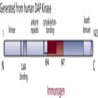anti-Death-Associated Protein Kinase 1 (DAPK1) (AA 694-947) antibody avatar
