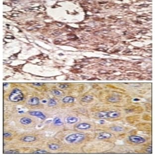 anti-CD90 (THY1) (N-Term) antibody avatar