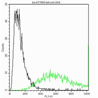 anti-CD90 (THY1) antibody