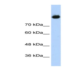 anti-Complement C2 (Middle Region) antibody avatar