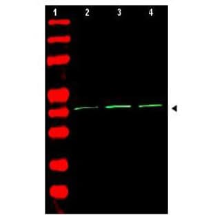 anti-Actin, beta (ACTB) (AA 359-368) antibody avatar