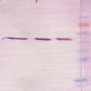 anti-Actin, beta (ACTB) antibody avatar