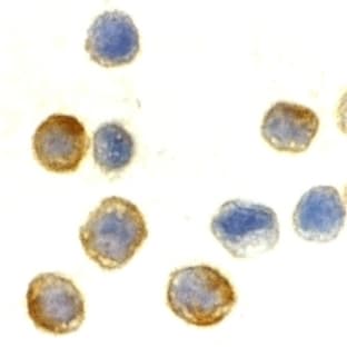 anti-Actin, beta (ACTB) (C-Term) antibody avatar