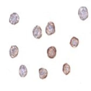 anti-Actin, beta (ACTB) (N-Term) antibody avatar