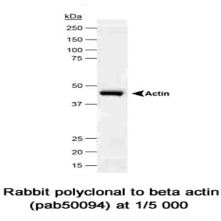 anti-Actin, beta (ACTB) (N-Term) antibody avatar