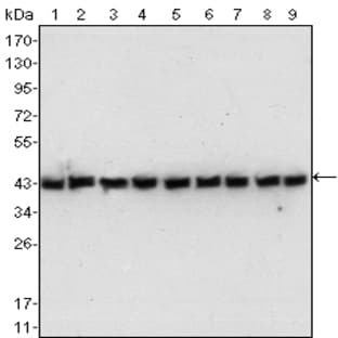 anti-Actin, beta (ACTB) (N-Term) antibody avatar