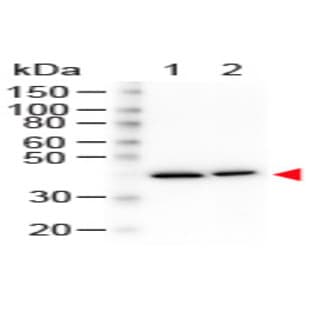 anti-Actin, beta (ACTB) (N-Term) antibody avatar
