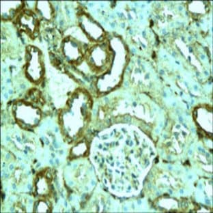 anti-Actin, beta (ACTB) (N-Term) antibody avatar