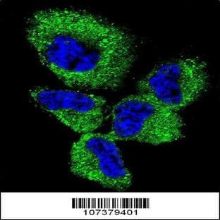 anti-Ubiquitin Carboxyl-terminal Esterase L1 (Ubiquitin Thiolesterase) (UCHL1) (C-Term), (AA 187-216) antibody