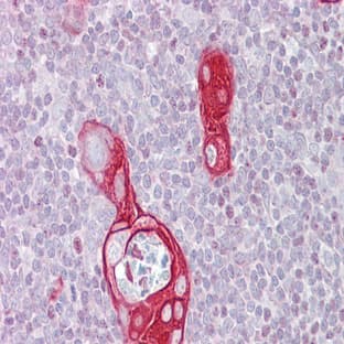 anti-Fas Apoptotic Inhibitory Molecule (FAIM) (N-Term) antibody avatar