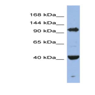 anti-Eukaryotic Translation Initiation Factor 2C, 4 (EIF2C4) (Middle Region) antibody avatar