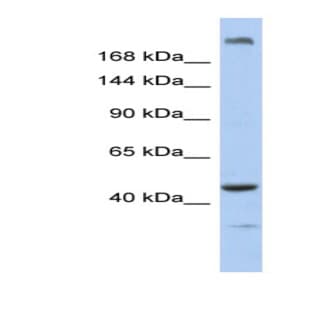 anti-Centrosomal Protein 170B (CEP170B) (N-Term) antibody avatar