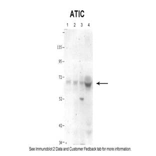 anti-5-Aminoimidazole-4-Carboxamide Ribonucleotide Formyltransferase/IMP Cyclohydrolase (ATIC) (N-Term) antibody