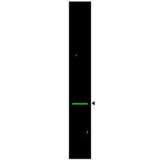 anti-Voltage-Dependent Anion Channel 1 (VDAC1) (Internal Region) antibody