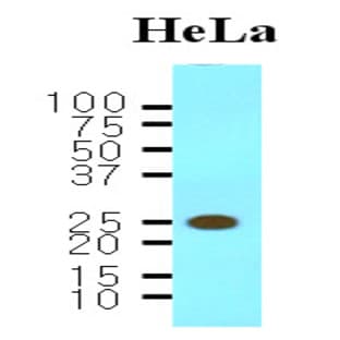 anti-tyrosine 3-Monooxygenase/tryptophan 5-Monooxygenase Activation Protein, beta Polypeptide (YWHAB) (AA 1-246), (N-Term) antibody