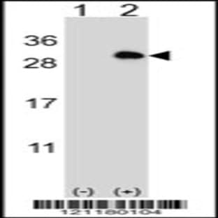 anti-tyrosine 3-Monooxygenase/tryptophan 5-Monooxygenase Activation Protein, gamma Polypeptide (YWHAG) (N-Term), (AA 63-92) antibody