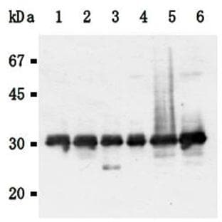 anti-tyrosine 3-Monooxygenase/tryptophan 5-Monooxygenase Activation Protein, gamma Polypeptide (YWHAG) (N-Term), (AA 1-12) antibody
