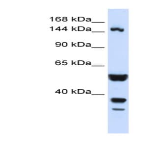anti-ABI Family, Member 3 (NESH) Binding Protein (ABI3BP) (N-Term) antibody avatar