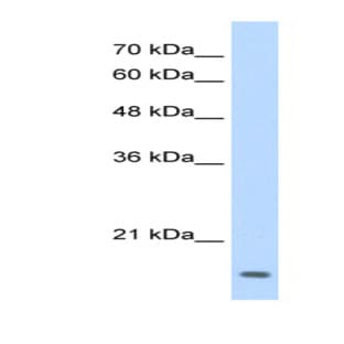 anti-V-Maf Musculoaponeurotic Fibrosarcoma Oncogene Homolog G (Avian) (Mafg) (N-Term) antibody