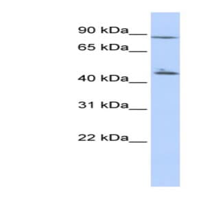 anti-Adenylate Kinase Domain Containing 1 (ADK1) (N-Term) antibody avatar