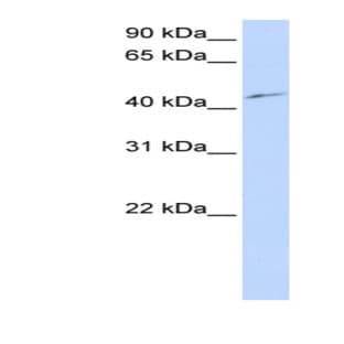 anti-Cyclin-Dependent Kinase 18 (CDK18) (N-Term) antibody avatar