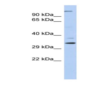 anti-Actin Related Protein 2/3 Complex, Subunit 2, 34kDa (ARPC2) (N-Term) antibody avatar