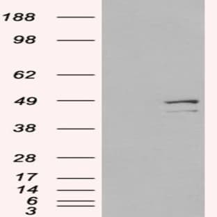 anti-Death-Associated Protein 3 (DAP3) (C-Term) antibody avatar