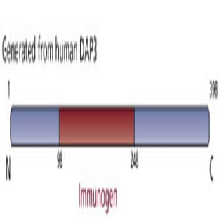 anti-Death-Associated Protein 3 (DAP3) (AA 98-248) antibody avatar