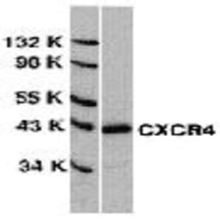 anti-Chemokine (C-X-C Motif) Receptor 4 (CXCR4) antibody avatar