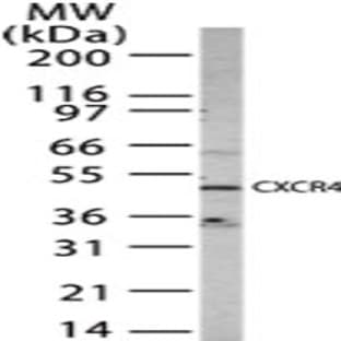 anti-Chemokine (C-X-C Motif) Receptor 4 (CXCR4) (AA 328-338) antibody avatar
