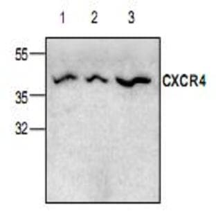 anti-Chemokine (C-X-C Motif) Receptor 4 (CXCR4) antibody avatar