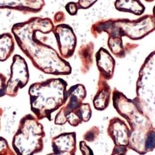 anti-Chemokine (C-X-C Motif) Receptor 4 (CXCR4) (N-Term) antibody avatar