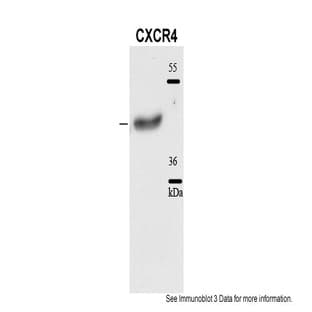 anti-Chemokine (C-X-C Motif) Receptor 4 (CXCR4) (N-Term) antibody avatar