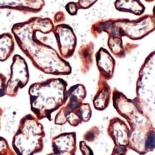 anti-Chemokine (C-X-C Motif) Receptor 4 (CXCR4) (N-Term) antibody avatar