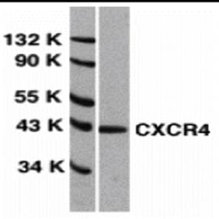 anti-Chemokine (C-X-C Motif) Receptor 4 (CXCR4) (Extracellular Loop) antibody avatar