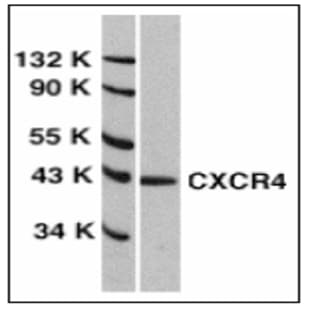 anti-Chemokine (C-X-C Motif) Receptor 4 (CXCR4) (Extracellular Loop), (AA 182-196) antibody avatar