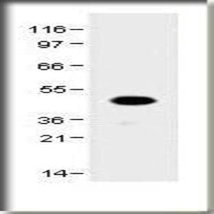 anti-Chemokine (C-X-C Motif) Receptor 4 (CXCR4) (AA 15-35) antibody avatar