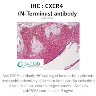 anti-Chemokine (C-X-C Motif) Receptor 4 (CXCR4) (N-Term) antibody avatar