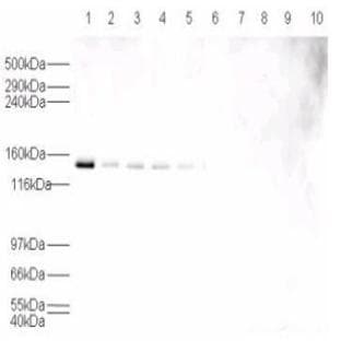 anti-Ubiquitin Specific Peptidase 7 (Herpes Virus-Associated) (USP7) (N-Term) antibody