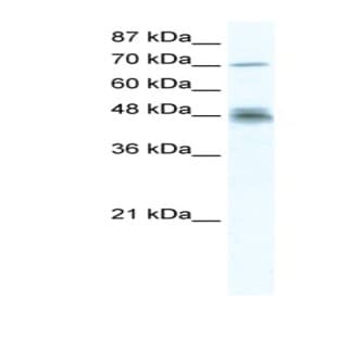 anti-DEAD (Asp-Glu-Ala-Asp) Box Polypeptide 50 (DDX50) (N-Term) antibody avatar