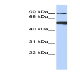 anti-DEAD (Asp-Glu-Ala-Asp) Box Polypeptide 50 (DDX50) (N-Term) antibody avatar