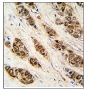 anti-DCTP Pyrophosphatase 1 (DCTPP1) (N-Term) antibody avatar