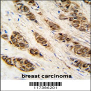 anti-DCTP Pyrophosphatase 1 (DCTPP1) (N-Term), (AA 12-40) antibody avatar