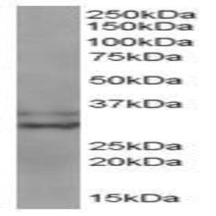 anti-Baculoviral IAP Repeat-Containing 7 (BIRC7) (C-Term) antibody avatar