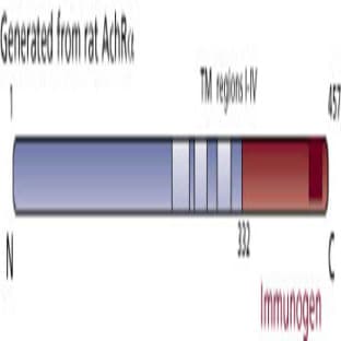 anti-Cholinergic Receptor, Nicotinic, alpha 1 (Muscle) (CHRNA1) (AA 332-457) antibody avatar