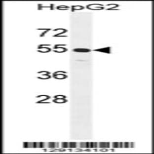 anti-Cyclin J-Like (CCNJL) (AA 125-153), (Center) antibody avatar