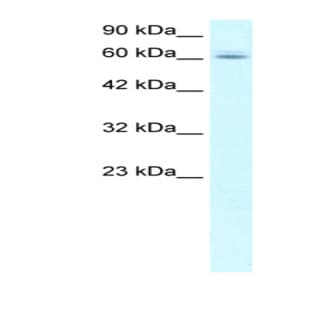 anti-Chromosome 14 Open Reading Frame 169 (C14orf169) (N-Term) antibody avatar
