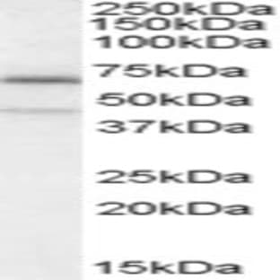 anti-Chromosome 14 Open Reading Frame 169 (C14orf169) (Internal Region) antibody avatar