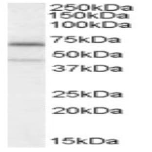 anti-Chromosome 14 Open Reading Frame 169 (C14orf169) (Internal Region) antibody avatar