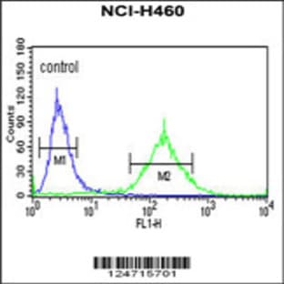 anti-Bardet-Biedl Syndrome 10 (BBS10) (C-Term), (AA 515-544) antibody